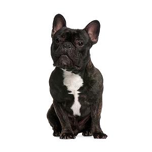 Responsive web design pet adoption 00056 pug