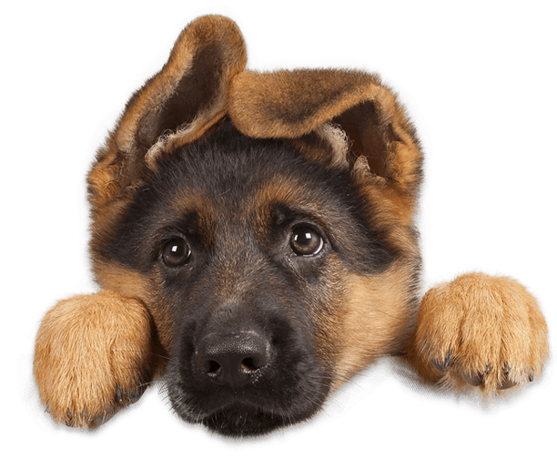 Responsive web design pet adoption 00056 