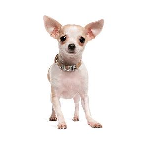 Responsive web design pet adoption 00056 chihuahua