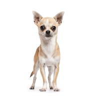 responsive-web-design-pet-adoption-00056-chihuahua-04