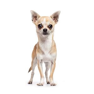 Responsive web design pet adoption 00056 chihuahua